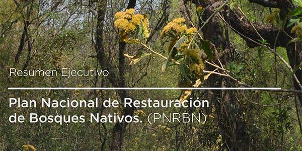 plan-restauracion-bosques